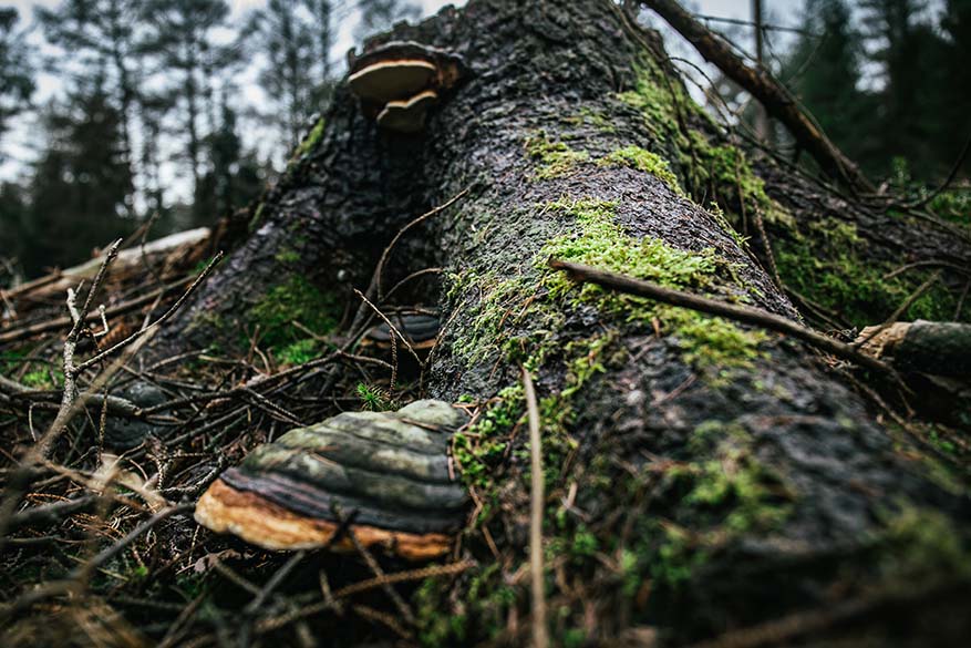 Umgestürzter Baum im Wald